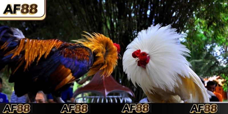 Các giải đấu gà quốc tế hấp dẫn chỉ có tại nền tảng