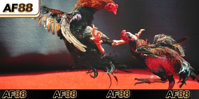 Quy tắc khi thi đấu Đá gà trực tiếp C1