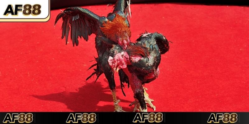 Mẹo hay chọn chiến Đá gà C1 dễ thắng