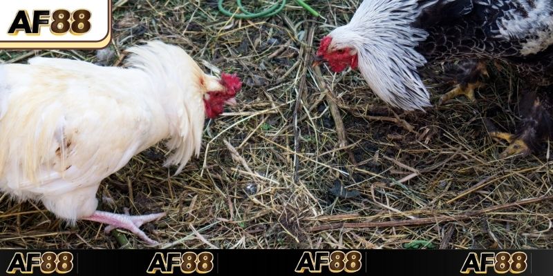 Luật chơi Đá gà cựa dao chi tiết nhất định phải biết