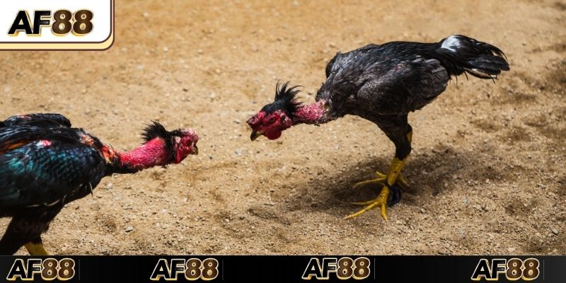 Cách hình thức đá gà Thomo hot nhất  