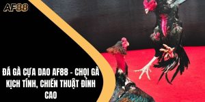 Đá Gà Cựa Dao AF88 - Chọi Gà Kịch Tính